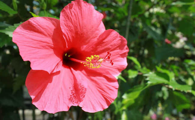 flor de hibisco Alimentos que ajudam a emagrecer