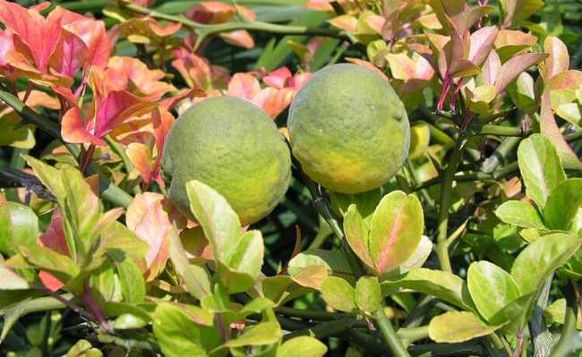 laranja-amarga Alimentos que ajudam a emagrecer