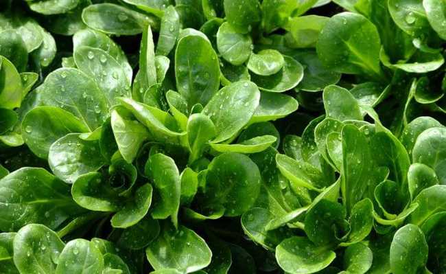 folhas Alimentos que ajudam a emagrecer