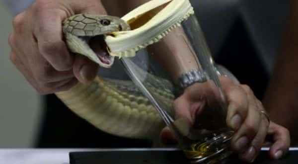 cobra real entre os liquidos mais caros do planeta