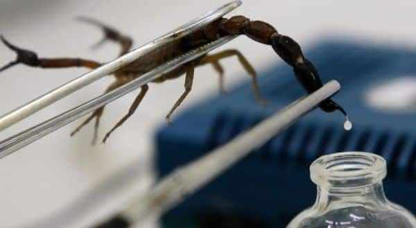 veneno escorpiao entre os liquidos mais caros do planeta